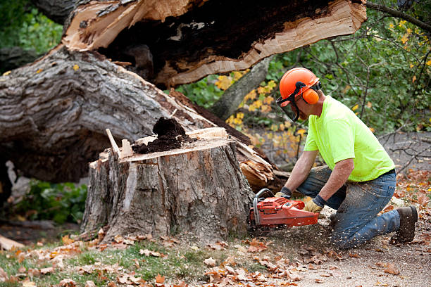 Best Hazardous Tree Removal  in Tucker, GA