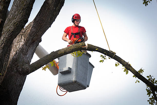 Best Tree Maintenance Programs  in Tucker, GA